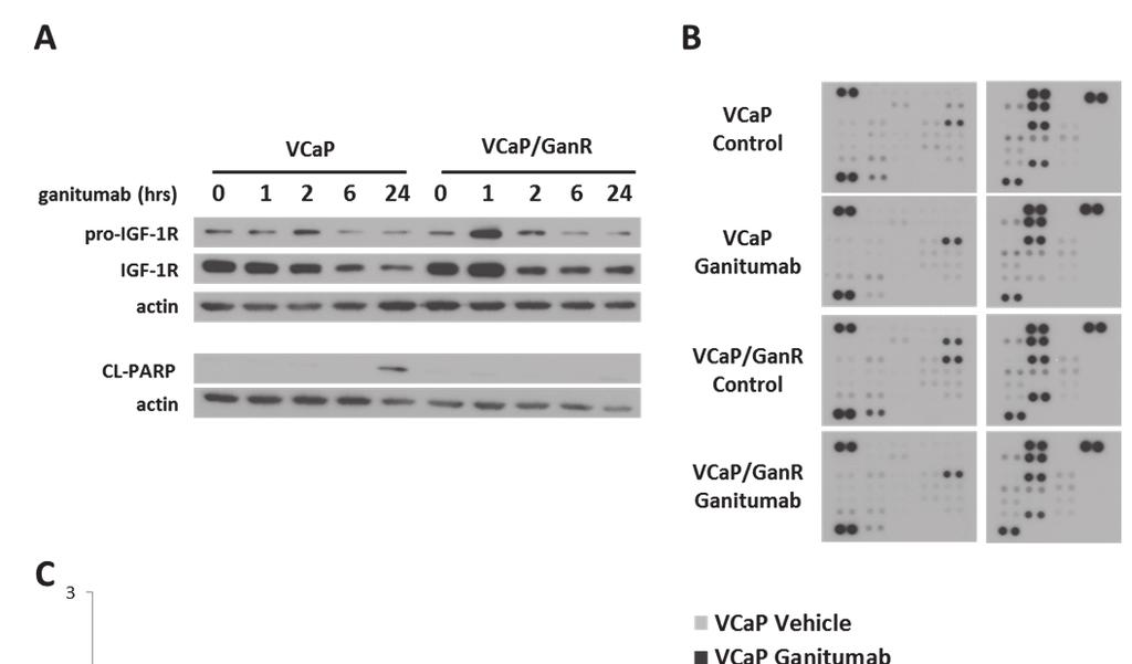 Figure 15. Phospho-proteome kinase profiling of VCaP and VCaP/GanR cells.