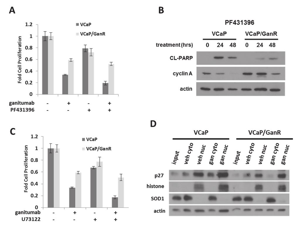 40 Figure 17. Effects of PYK2 inhibition, PLCγ inhibition and 5-FU treatment on VCaP/GanR.