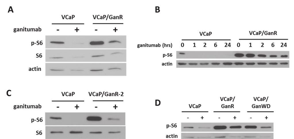 Figure 18. mtor inhibition does not restore sensitivity to ganitumab in VCaP/GanR. (A) VCaP and VCaP/GanR were treated with ganitumab (500 nmol/l) or vehicle for 72 hours in medium containing 2% FBS.
