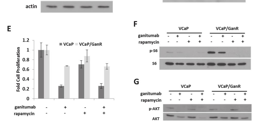 VCaP and VCaP/GanR-2 (C) or VCaP, VCaP/GanR, and VCaP/GanWD (D) were treated as in panel (A) and lysates probed for p-s6, then total S6 and actin.