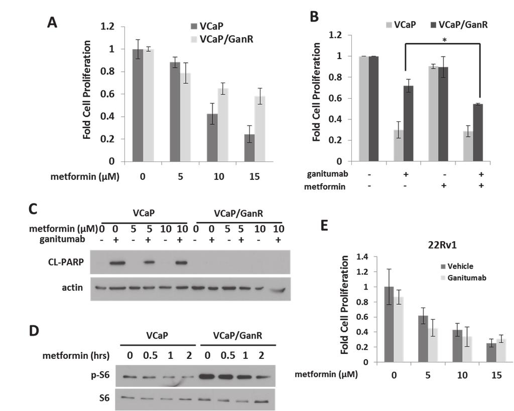 44 with VCaP/GanR being less sensitive than VCaP (Figure 19a). VCaP and VCaP/GanR cells were treated with a suboptimal dose of metformin alone and in combination with ganitumab.