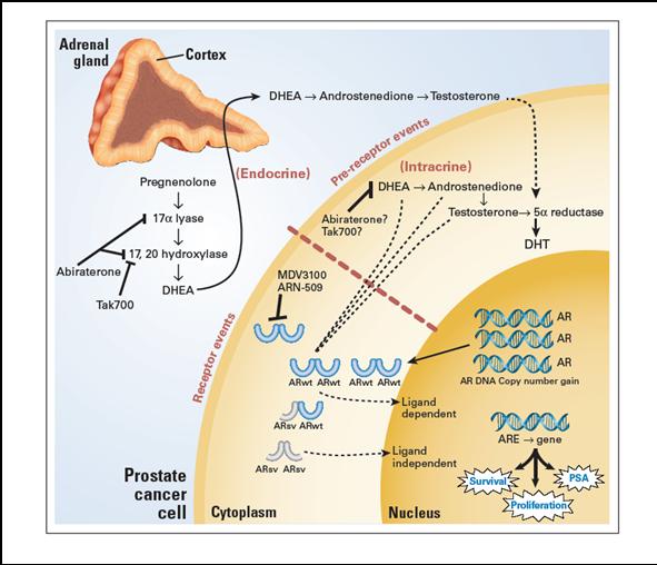 Hormonally Driven Resistance Pre Receptor (Ligand) and Receptor Events Pre Receptor Events: Receptor events: AR Amplification and Mutation AR Splice Variants Adrenal Androgen Production And