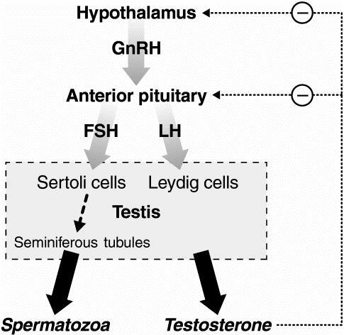 Sex hormones and hypogonadism The hypothalamicpituitary-gonadal axis