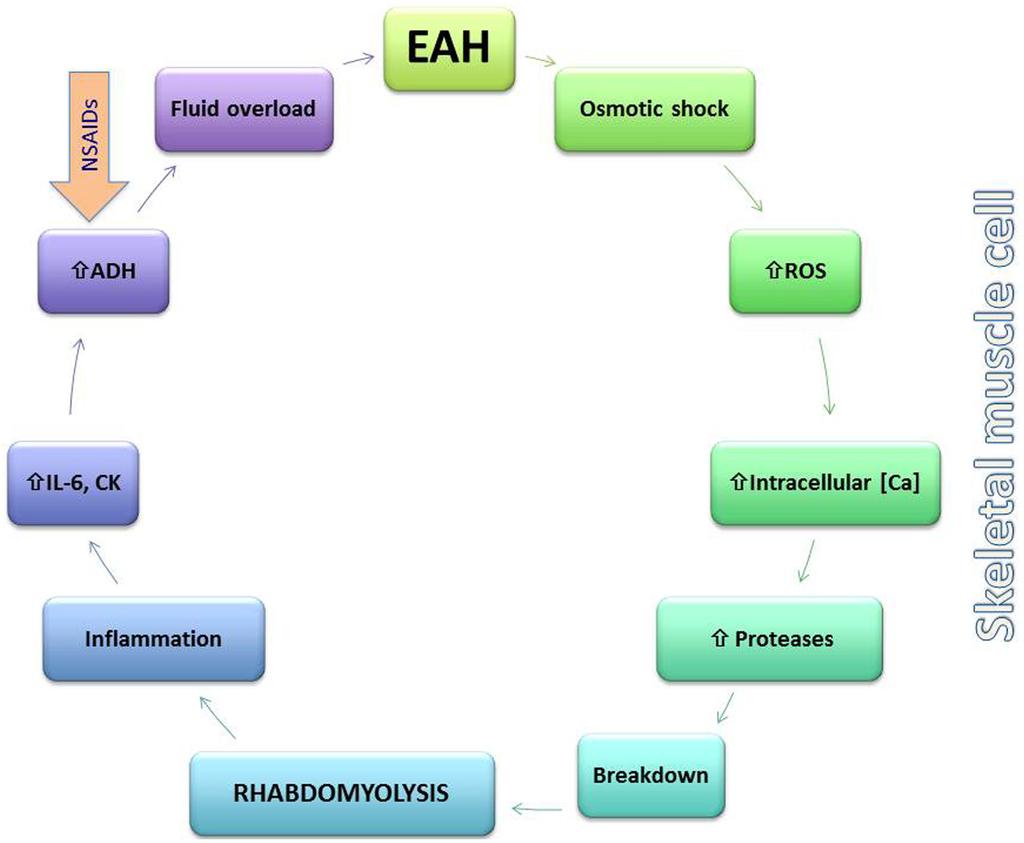 FIGURE 3 Putative bidirectional relationship between exercise-associated hyponatremia (EAH) and rhabdomyolysis.