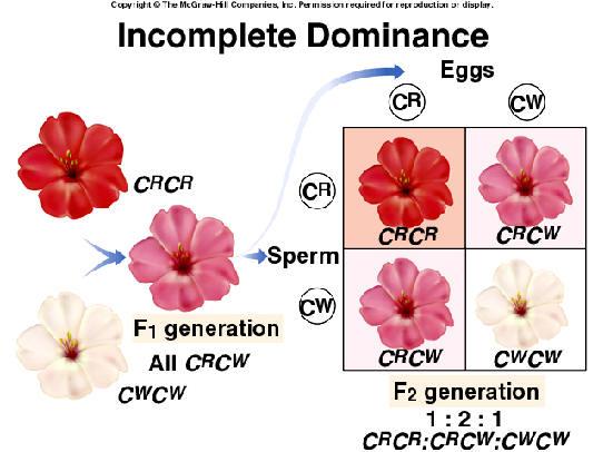 541 Incomplete Dominance Occurs when neither allele is purely dominant nor recessive.