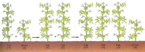 Mendel was interested in heredity and obtained some purebred pea plants. Tall Vs. Short Part I: Heredity Yellow Vs.