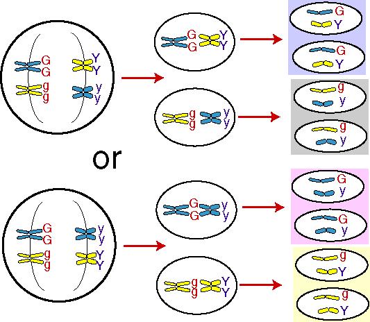 Segregation Law of Segregation Inherited traits are determined by pairs of factors (alleles).
