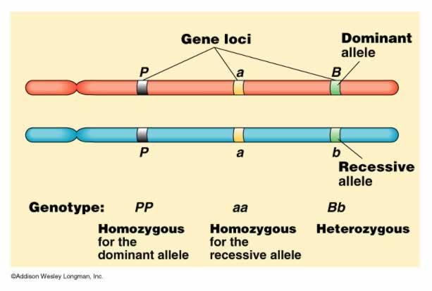 Independent Assortment Segregation of factors (alleles) into gametes is done randomly.