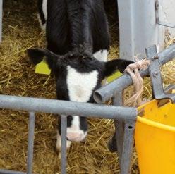 GUIDELINE for a modern CALF REARING CALF REARING THE CALVE REARING Often the feeding or the fed product are challenged, if problems in the rearing occurs (diarrhea, less weight gains, etc.).