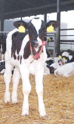 GUIDELINE for a modern CALF REARING CALF REARING Also with simple measures good effects can be reached.