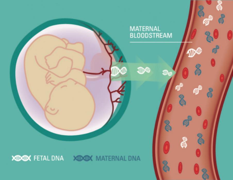pg/ul fetal DNA Both Maternal and Fetal ccfdna are Present in Pregnant Women Fetal ccfdna is present in maternal plasma Levels can increase to ~25% of total