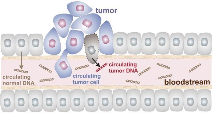 Oncological Applications of ccfdna DNA from tumor cells is released into the blood where it is degraded Cancer patients frequently exhibit elevated levels of ccfdna First described