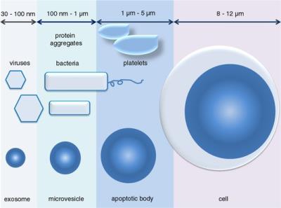 Exosomes First described in 1981 Microvesicles, 40-100nm, that are expelled by cells in a regulated process Contain protein, mrna, mirna and other noncoding RNA, and possibly DNA Have been shown to