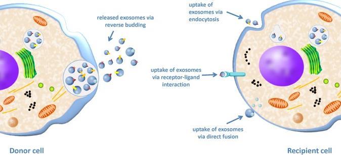 Exosomes in Metastasis Release of exosomes is a regulated process Destination of