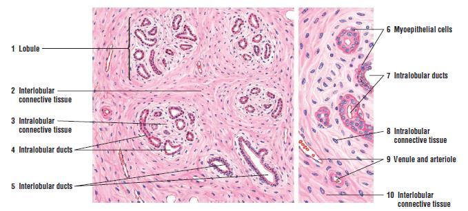 A histology introduction Normal ducts and lobules of the breast are lined by two