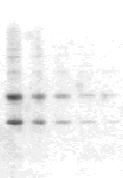 4 Results Selectivity (Signal/Noise ratio) PhosDecor Stain is selective for phosphoproteins; however, some non-specific protein staining may occur.