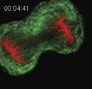 Video 1. Dynamics of mitotic nuclear envelope assembly from ER cisternae.