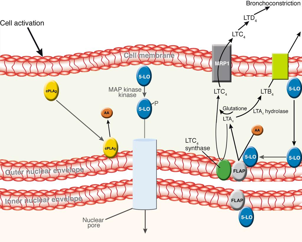 Figure 1 LT biosynthesis and assembly. Upon cellular activation of a mast cell or macrophage by IgE-antigen complexes or other stimuli, a cascade of cell activation events results in LT biosynthesis.