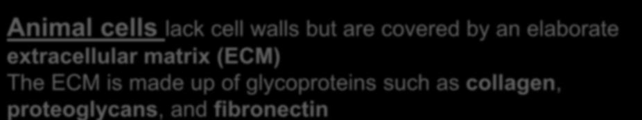 Polysaccharide molecule Carbohydrates Fibronectin Core protein