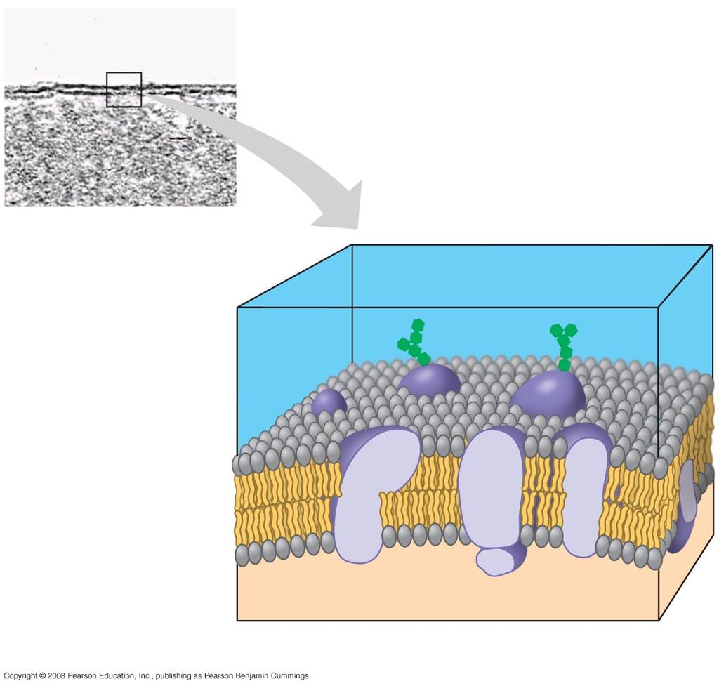 Fig. 6-7 Outside of cell (a) TEM of a plasma membrane Inside of cell 0.