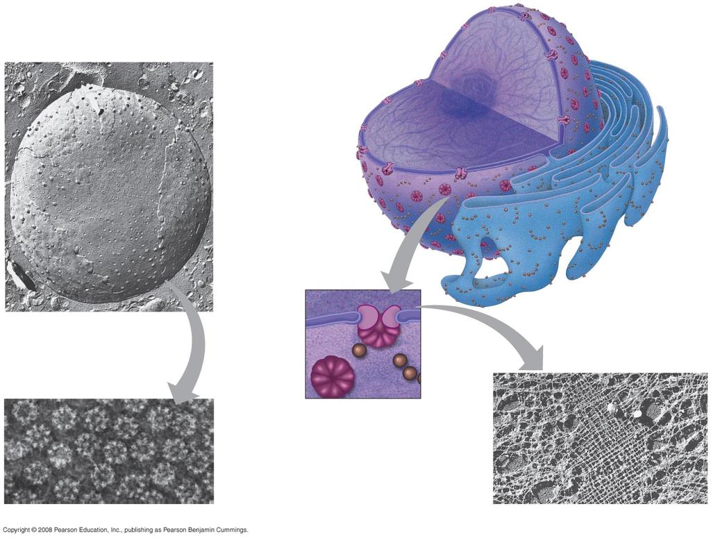 Fig. 6-10 1 µm Nuclear envelope: Inner membrane Outer membrane Nucleolus Chromatin Nucleus Nuclear pore Pore complex