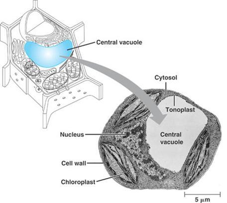 Vacuoles: Diverse Maintenance Compartments Food vacuoles are formed by phagocytosis Contractile vacuoles, found in many