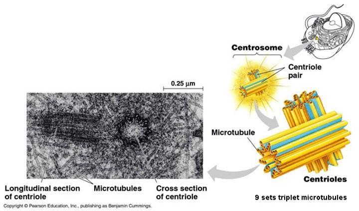Centrosomes and Centrioles In many cells, microtubules grow out from a centrosome near the nucleus In animal