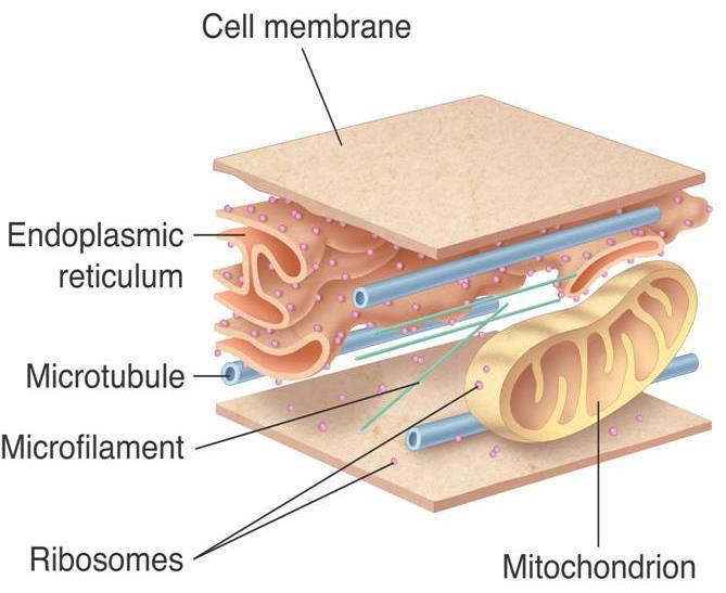 Cytoskeleton Cytoskeleton Cell membrane Endoplasmic