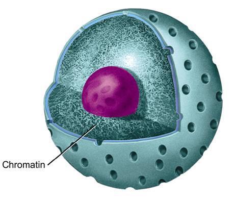 Nucleus The granular material in the nucleus is called