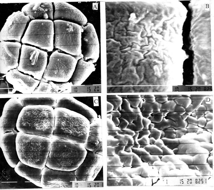 24 RUKHSHINDA AFTAB & ANJUM PERVEEN A B C D Fig. 4. Scanning micrographs Albizzia lebbexk: A- Polyods, B- Exine pattern; Pithecellobium dulce: C- Polyads, D- Exine pattern.