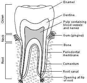 Fig.13.2. Structure of the Teeth The various shapes and sets of teeth have the same basic structure: 1) Crown - the exposed portion of the tooth which projects above the gingivae.