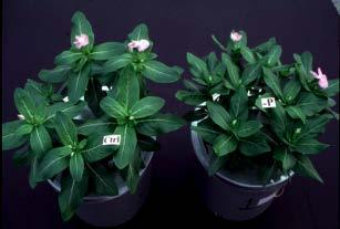 N Deficiency Early Flowering Severe Stunting Nitrogen vs.