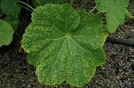 Deficiency Lower Leaf Chlorosis and Purpling P Deficiency Longer,