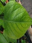 leaves Mg Deficiency Interveinal Chlorosis Older Leaves Mg