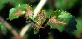 Boron Deficiency Corking of Leaf and Petiole Tissue Boron Deficiency Roots shorter, fewer,
