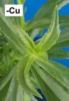 Mature Leaves Affected Cu Deficiency Young Leaves Roll and Curl Copper Deficiency Cu Leaves