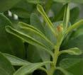 - Smaller lighter colored flowers or none Zn Leaves may roll Variable chlorosis Rapid