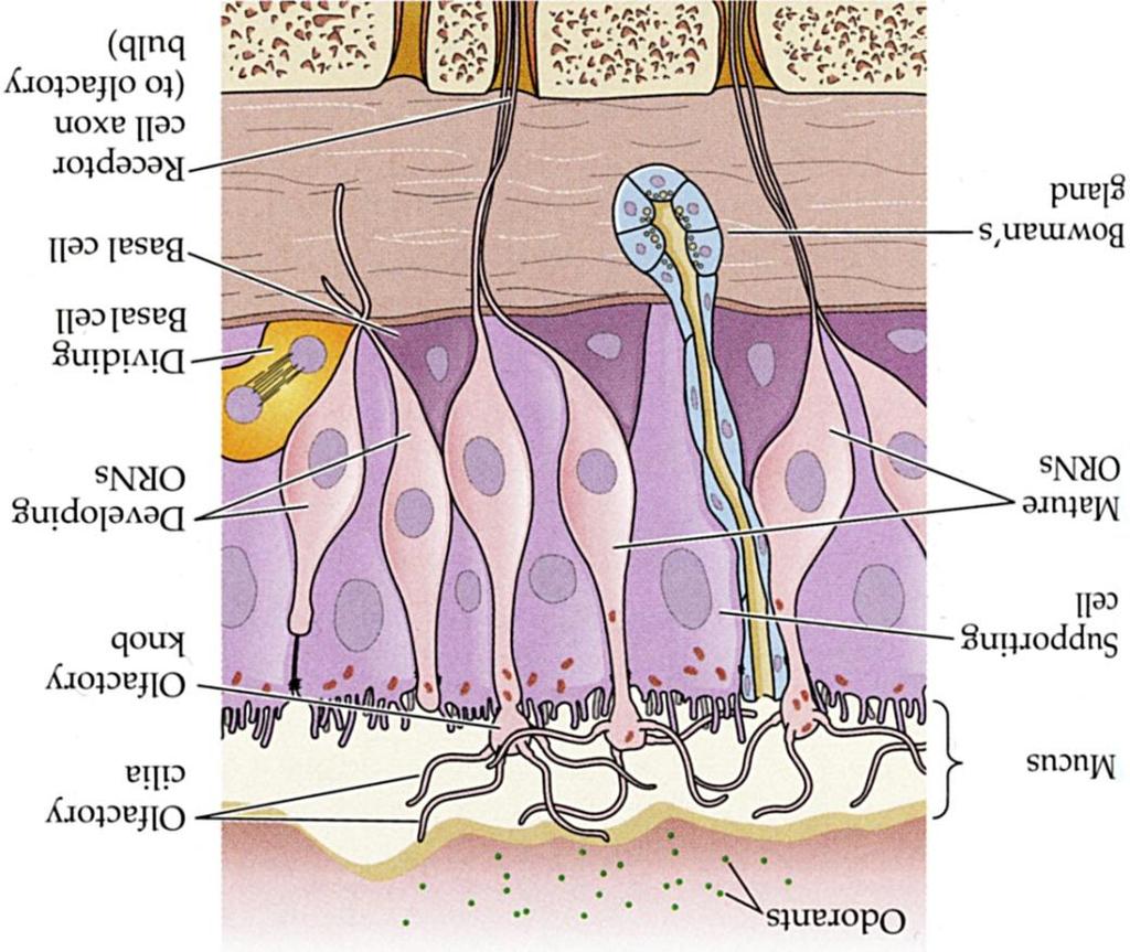 Olfactory receptor neurons are in