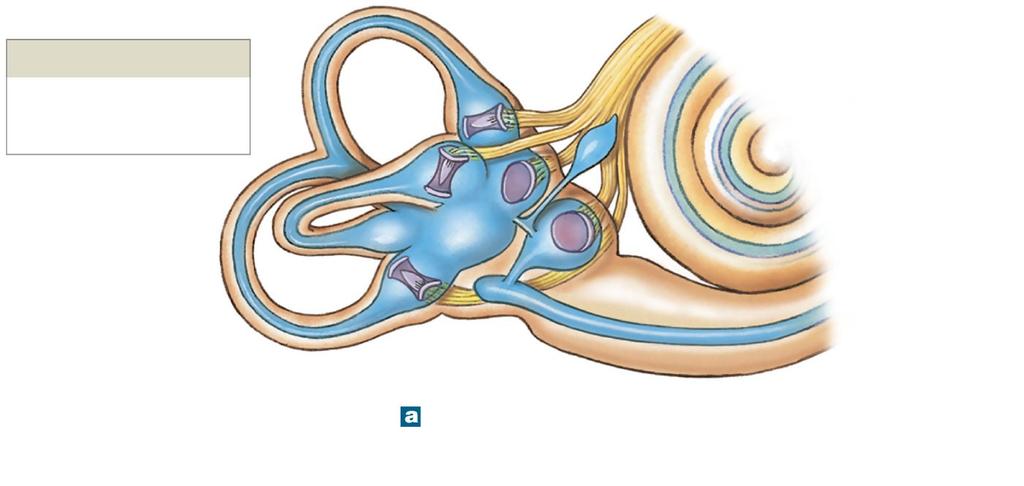 Figure 17-24a The Semicircular Ducts Semicircular ducts Anterior Posterior Lateral Ampulla Vestibular branch (N VIII) Cochlea Endolymphatic sac