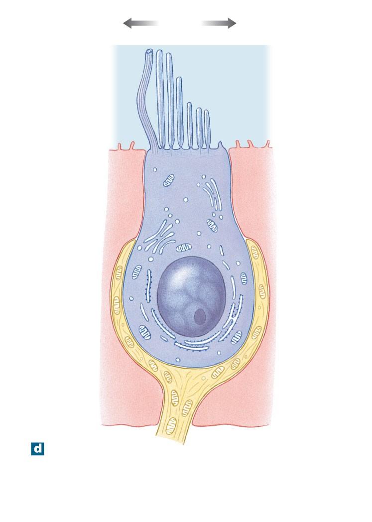 Figure 17-24d The Semicircular Ducts Displacement in this direction stimulates hair cell Displacement in this direction inhibits hair cell Kinocilium Stereocilia Hair cell Sensory nerve ending