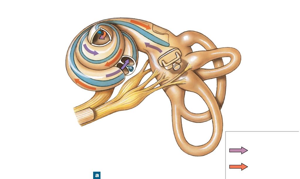 Figure 17-27a The Cochlea Round window Stapes at oval window Scala vestibuli Cochlear duct Scala tympani Semicircular canals Cochlear branch
