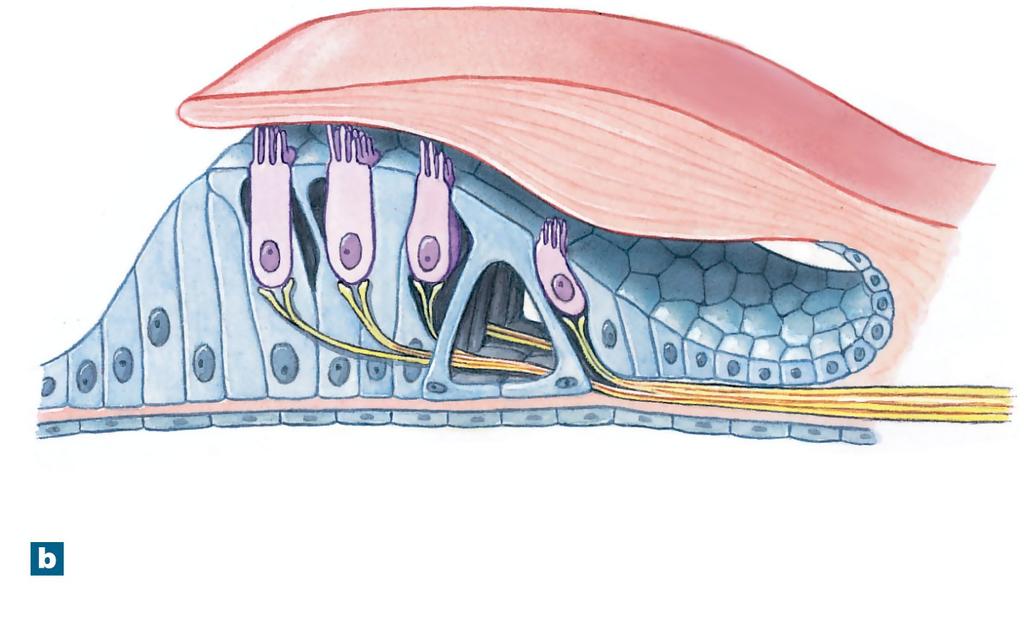 Figure 17-28b The Spiral Organ Tectorial membrane Outer hair cell Basilar membrane Inner hair cell