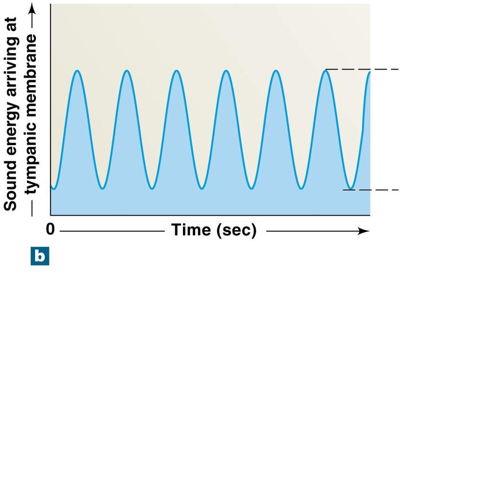 Figure 17-29b The Nature of Sound 1 wavelength Amplitude A graph showing the sound energy arriving at the tympanic membrane. The distance between wave peaks is the wavelength.