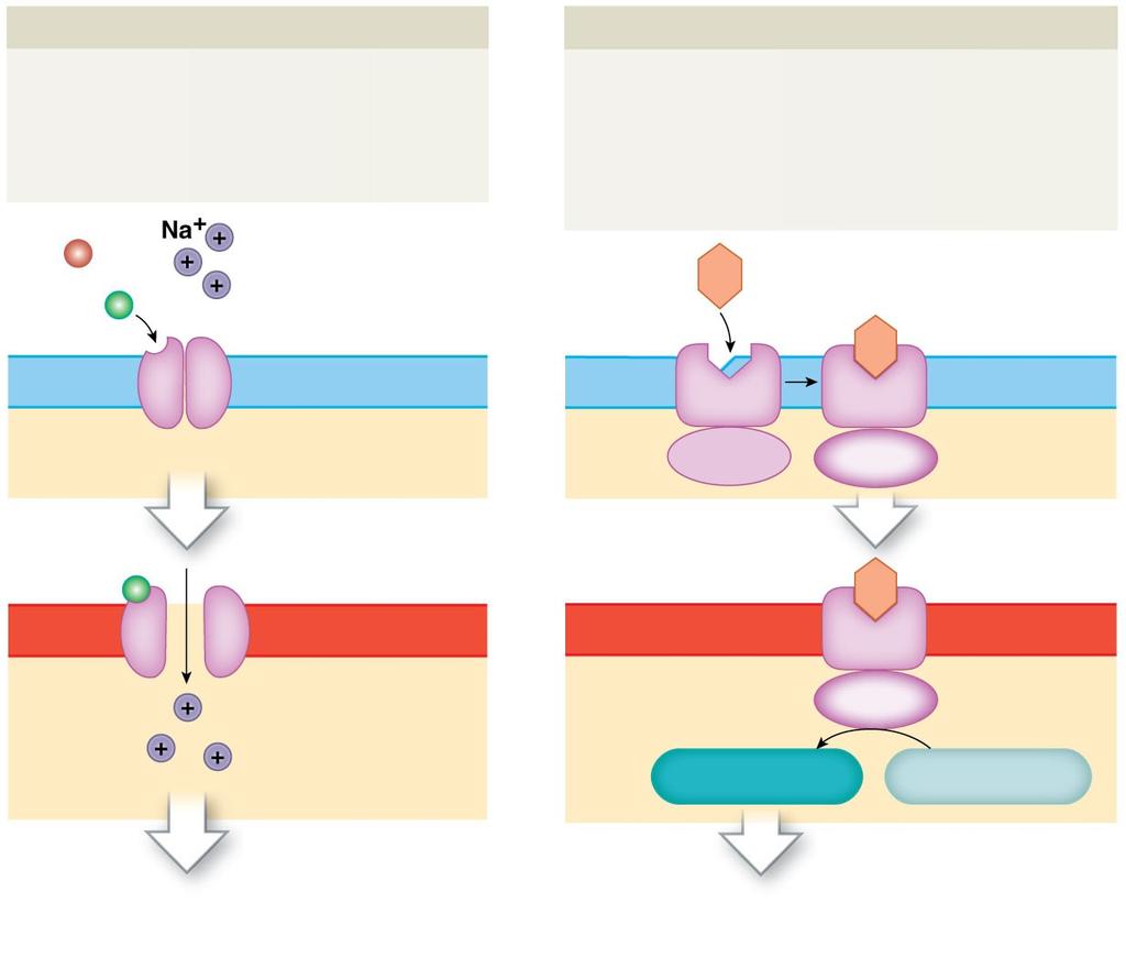 Figure 17-2 Olfactory and Gustatory Receptors Salt and Sour Receptors Salt receptors and sour receptors are chemically gated ion channels whose stimulation produces depolarization of the cell.