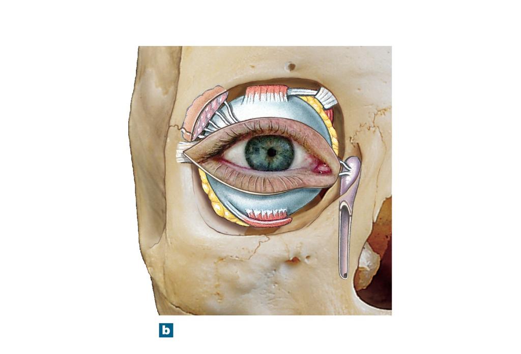 Figure 17-4b External Features and Accessory Structures of the Eye Superior Tendon of superior rectus muscle oblique muscle Lacrimal gland ducts Lacrimal gland Ocular conjunctiva Lateral canthus