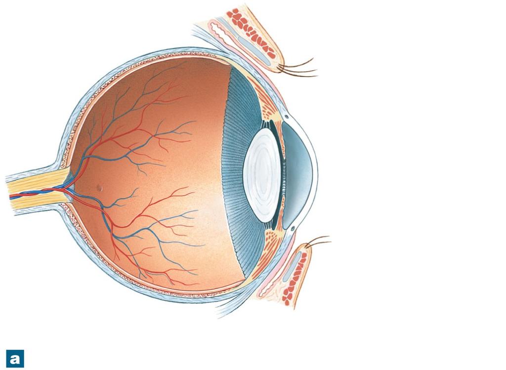 Figure 17-5a The Sectional Anatomy of the Eye Optic nerve Fornix Palpebral conjunctiva Eyelash Ocular