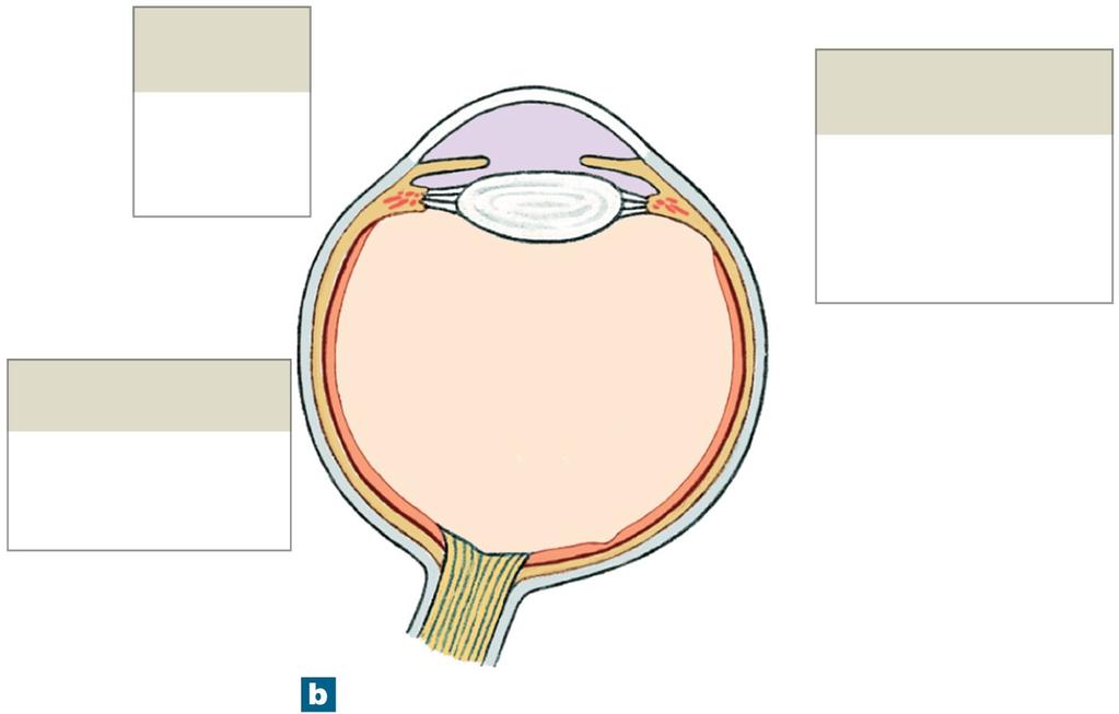 Figure 17-5b The Sectional Anatomy of the Eye Fibrous layer Neural layer (retina) Cornea Sclera Neural part Pigmented
