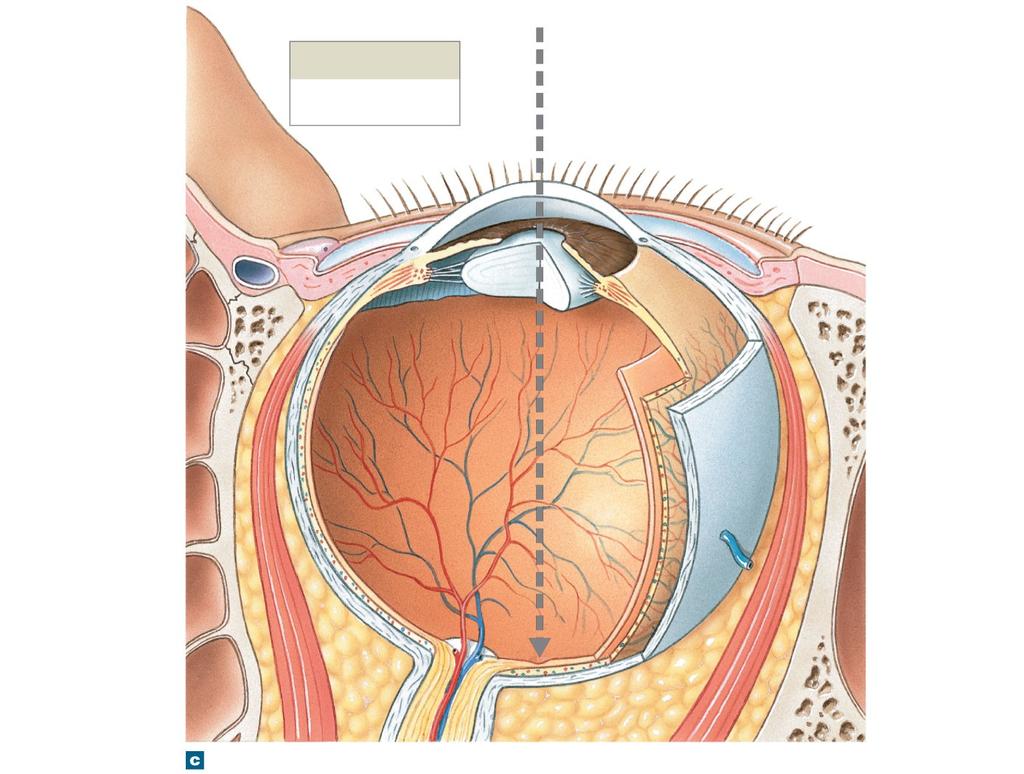 Figure 17-5c The Sectional Anatomy of the Eye Visual axis Anterior cavity Cornea Nose Posterior chamber Anterior chamber Edge of pupil Iris Suspensory ligament of lens Corneal limbus Lacrimal punctum
