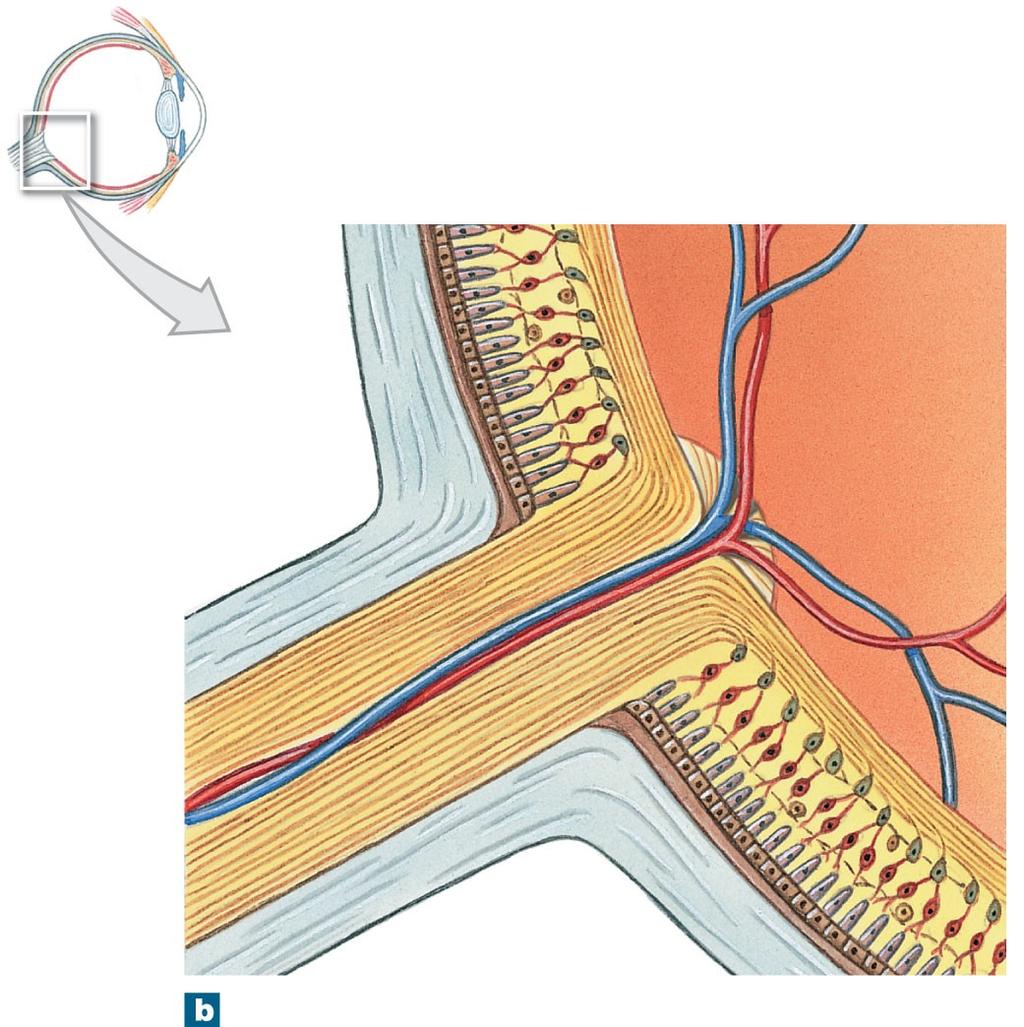 Figure 17-7b The Organization of the Retina Pigmented part of retina Neural part of retina Central retinal