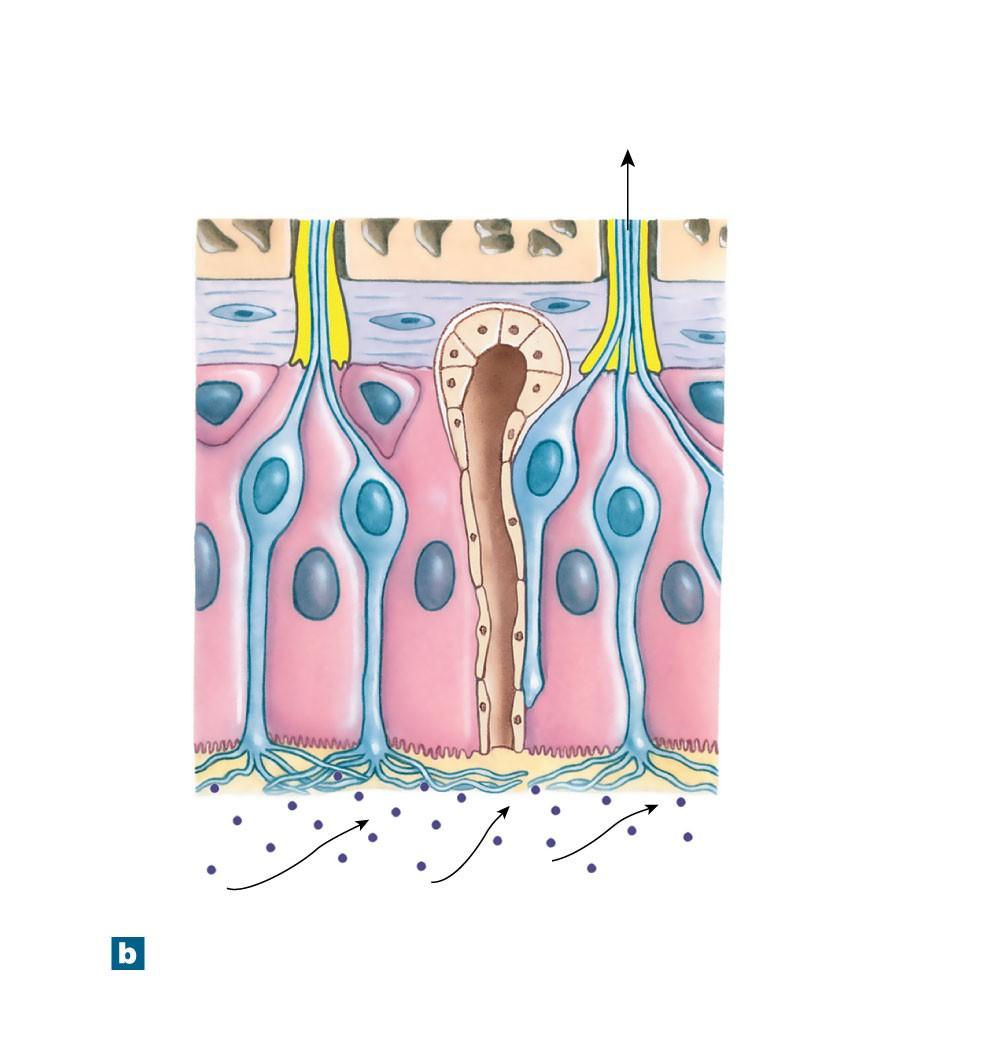 Figure 17-1b The Olfactory Organs Basal cell: divides to replace worn-out olfactory receptor cells Olfactory gland To olfactory bulb Cribriform plate Lamina propria Olfactory epithelium Olfactory